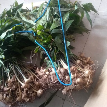 黄精种苗小苗大量有货