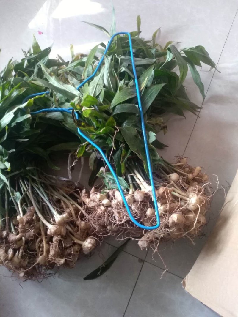 黄精种苗小苗大量有货