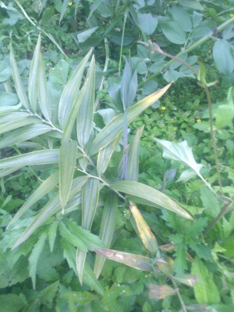 黄精种苗小苗大量有货
