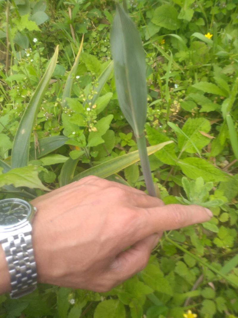 黄精种苗小苗大量有货