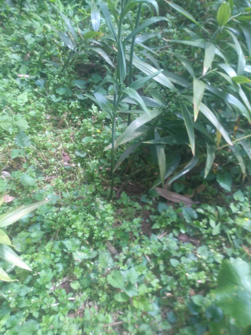 黄精种苗小苗大量有货