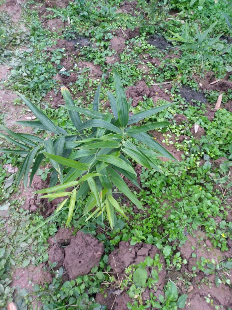 黄精种苗小苗大量有货