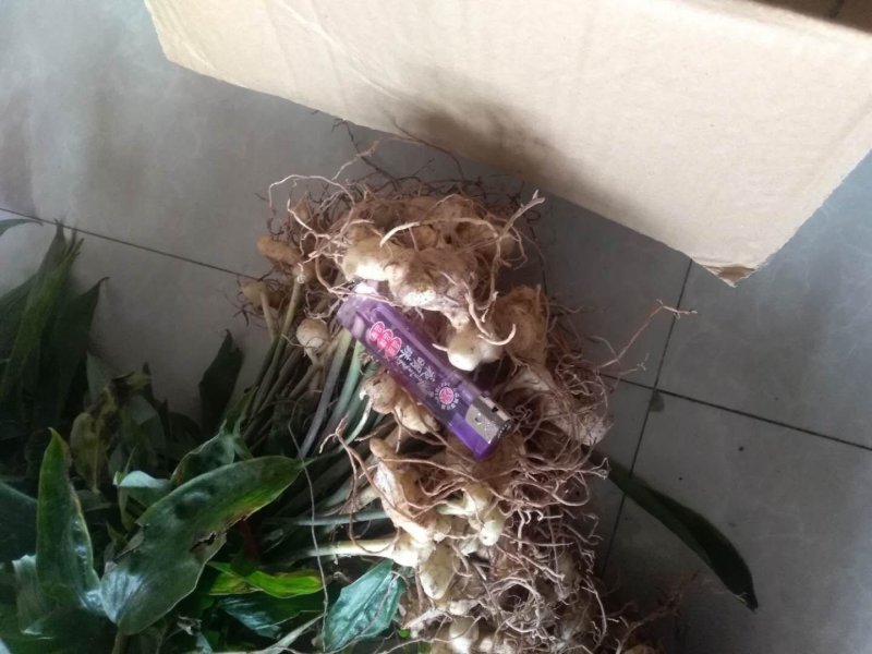 黄精种苗小苗大量有货