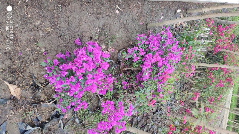 三角梅袋苗
