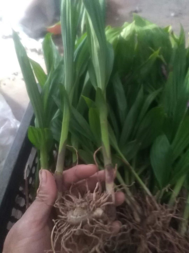紫花三叉大白芨种苗