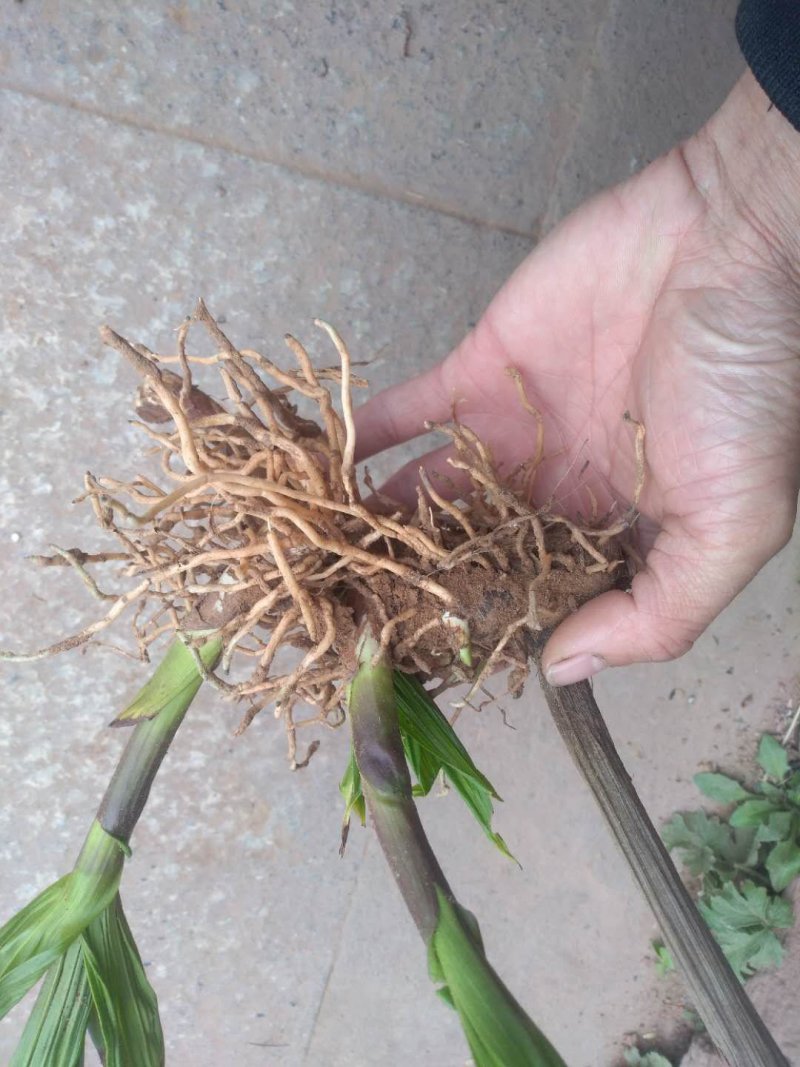 紫花三叉大白芨种苗