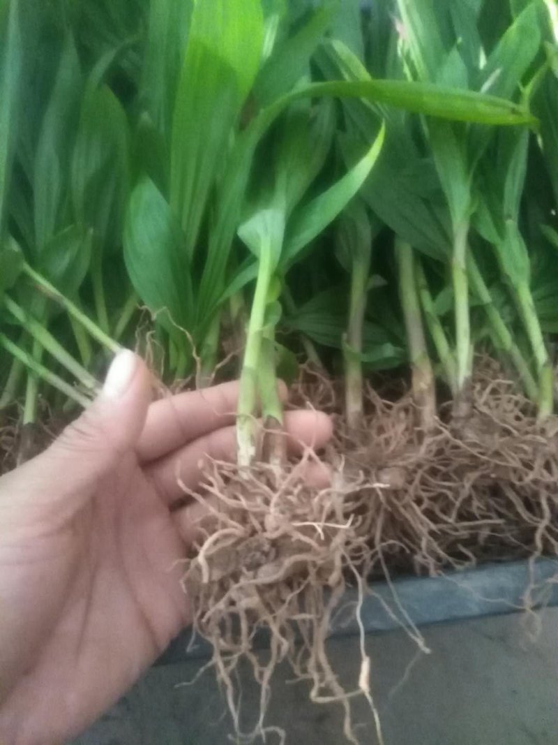 紫花三叉大白芨种苗