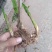 紫花三叉大白芨种苗