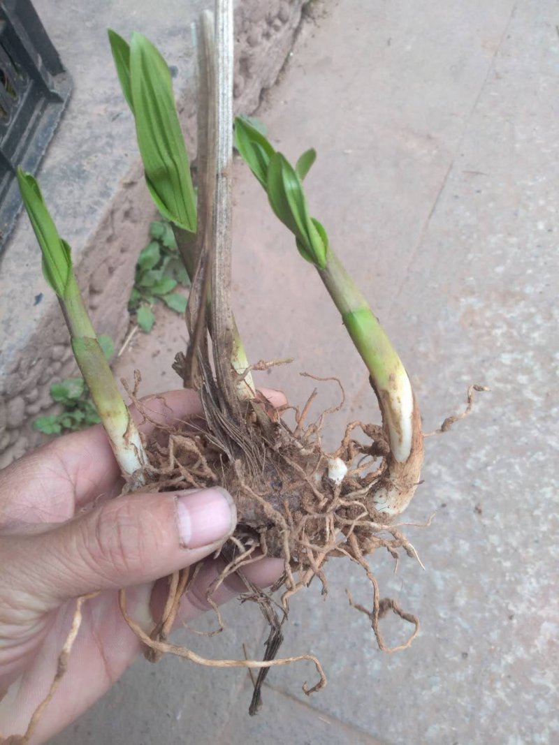 紫花三叉大白芨种苗
