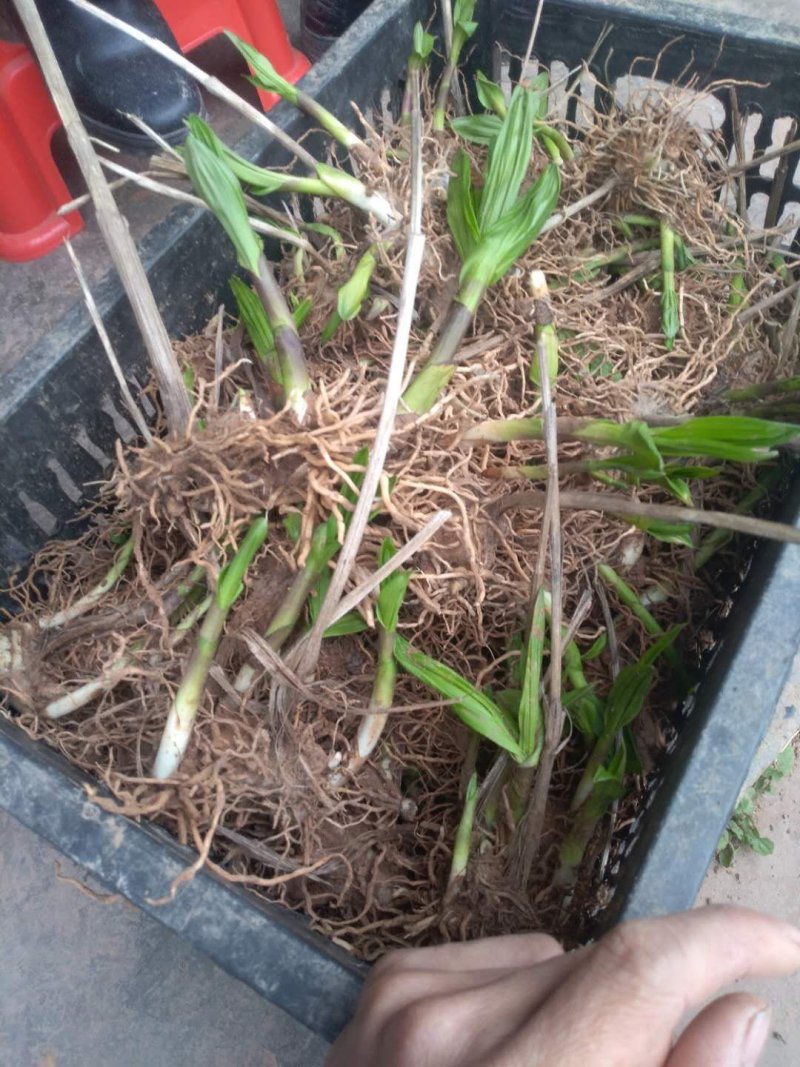 紫花三叉大白芨种苗