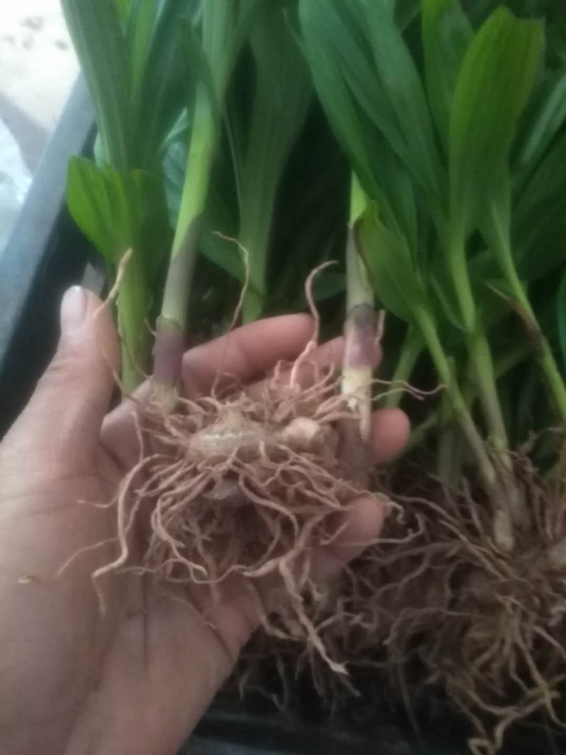 紫花三叉大白芨种苗
