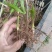 紫花三叉大白芨种苗