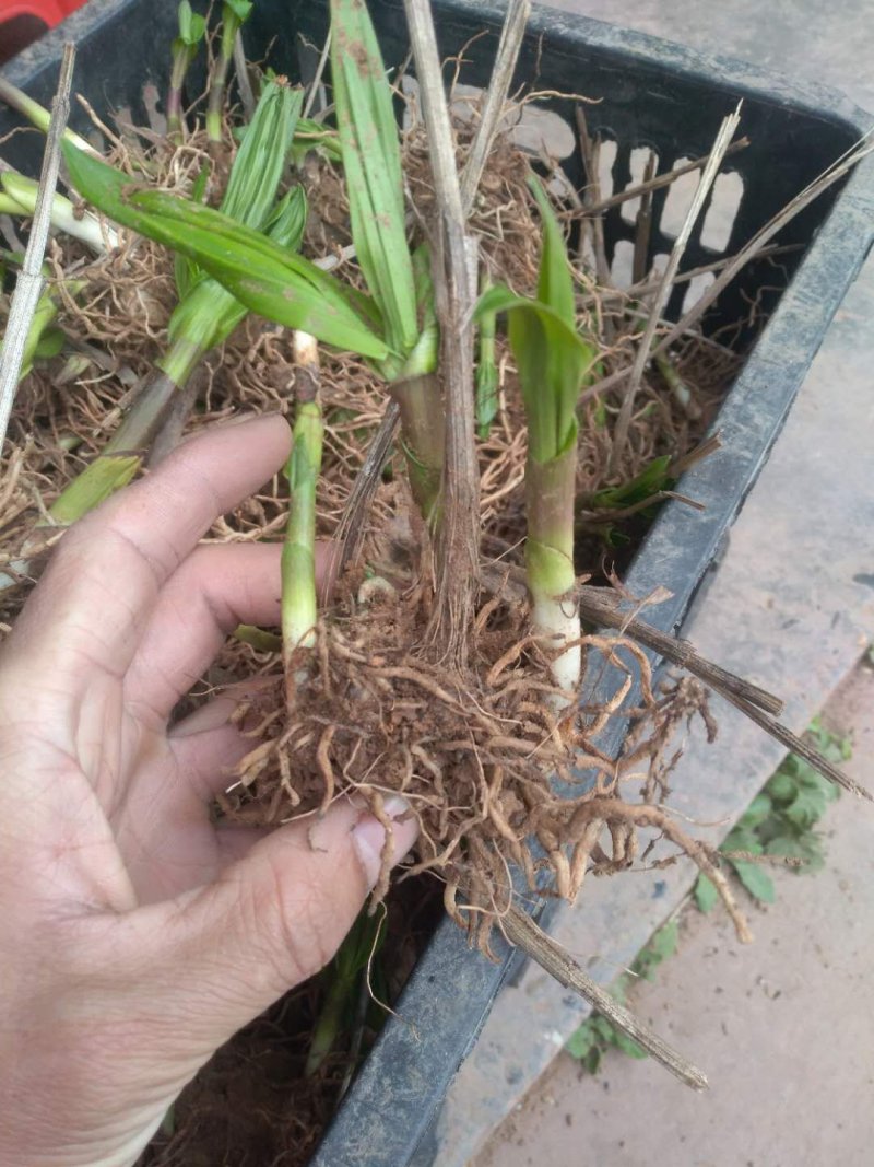 紫花三叉大白芨种苗