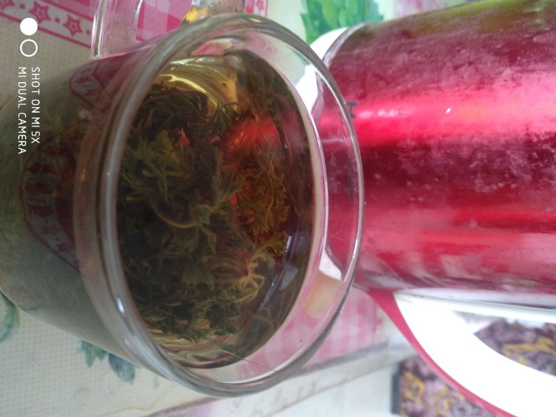 茵陈茶野生二月小苗干货手选够净零售批发一手货源
