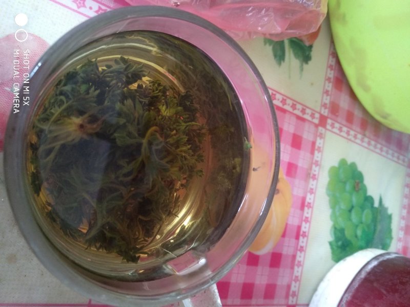 茵陈茶野生二月小苗干货手选够净零售批发一手货源
