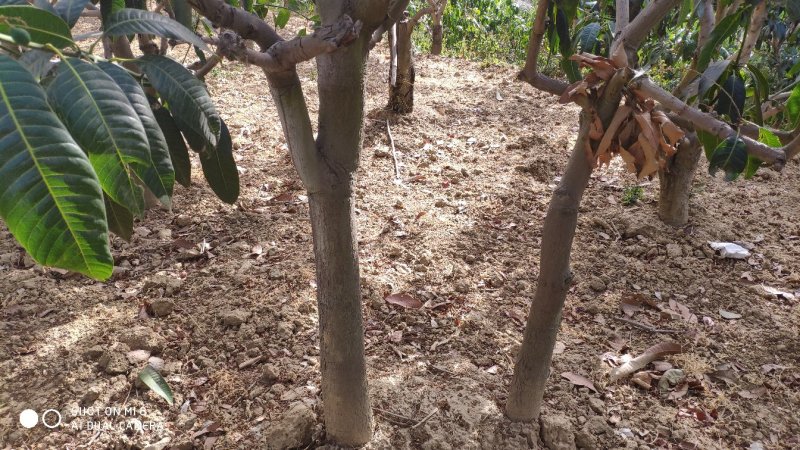 挂果芒果树占地清场