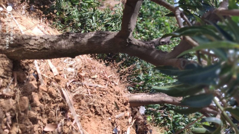 挂果芒果树占地清场