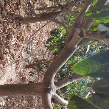 挂果芒果树占地清场