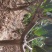 挂果芒果树占地清场