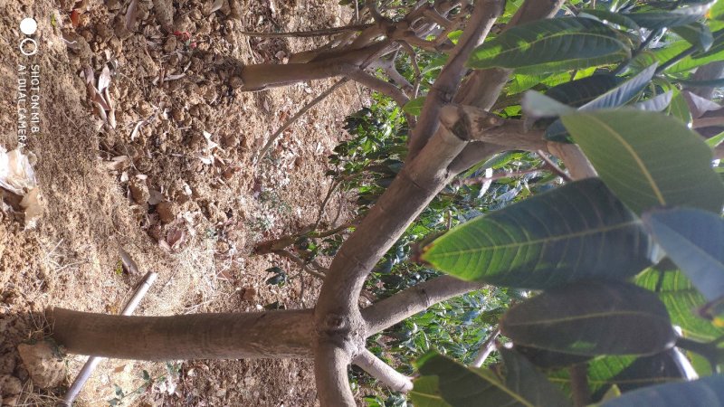 挂果芒果树占地清场