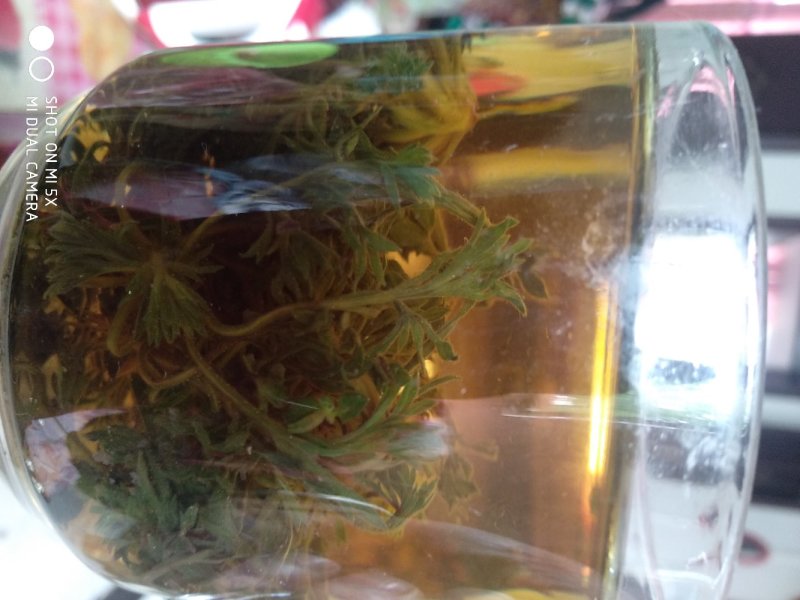 茵陈茶野生二月小苗干货手选够净零售批发一手货源