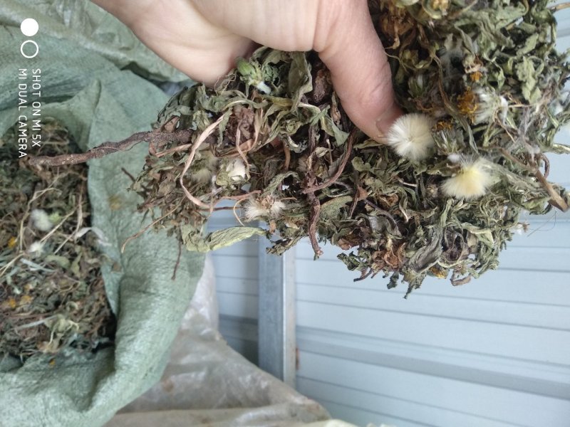 蒲公英根种植:零售批发:一手货源:产地直发！