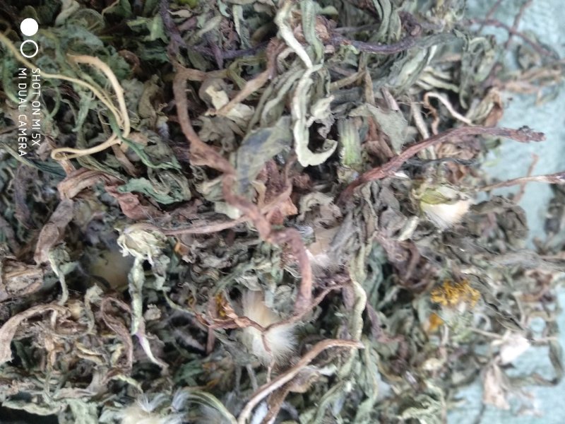 蒲公英根种植:零售批发:一手货源:产地直发！