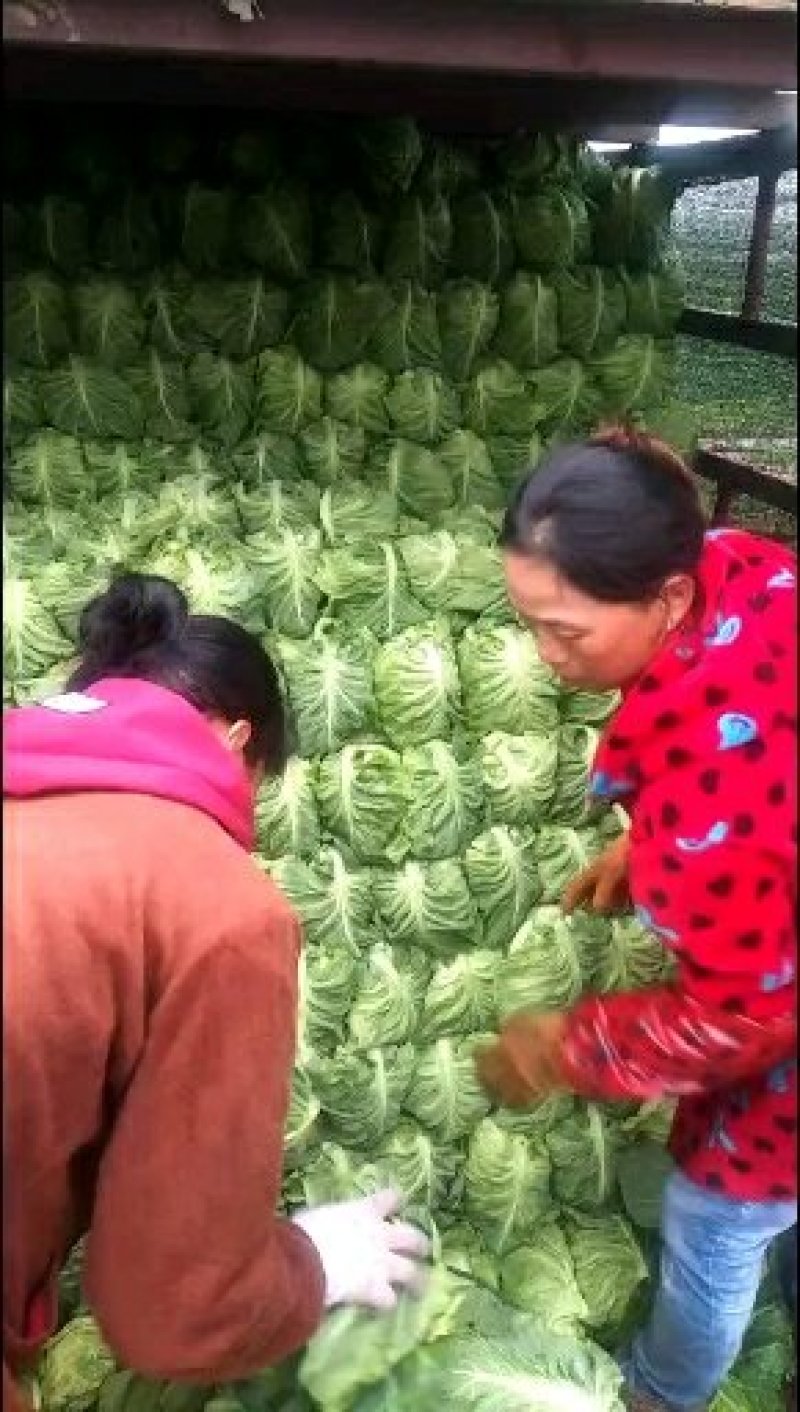 甘蓝湖北精品牛心甘蓝大量上市产地直发品质保证