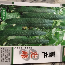 黄瓜，高产品种。瓜美瓜多