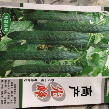 黄瓜，高产品种。瓜美瓜多