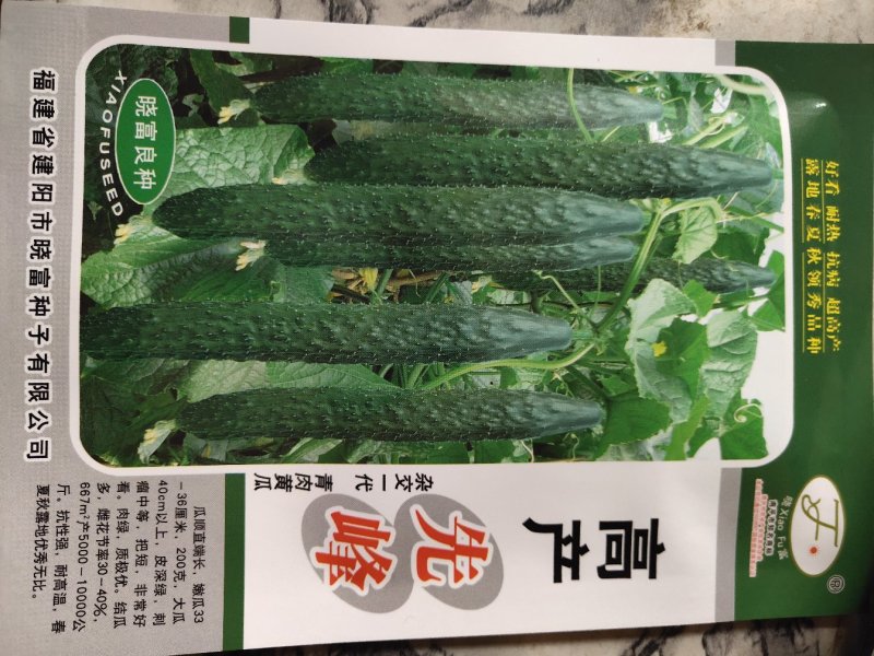黄瓜，高产品种。瓜美瓜多