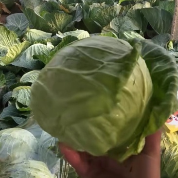 甘蓝
