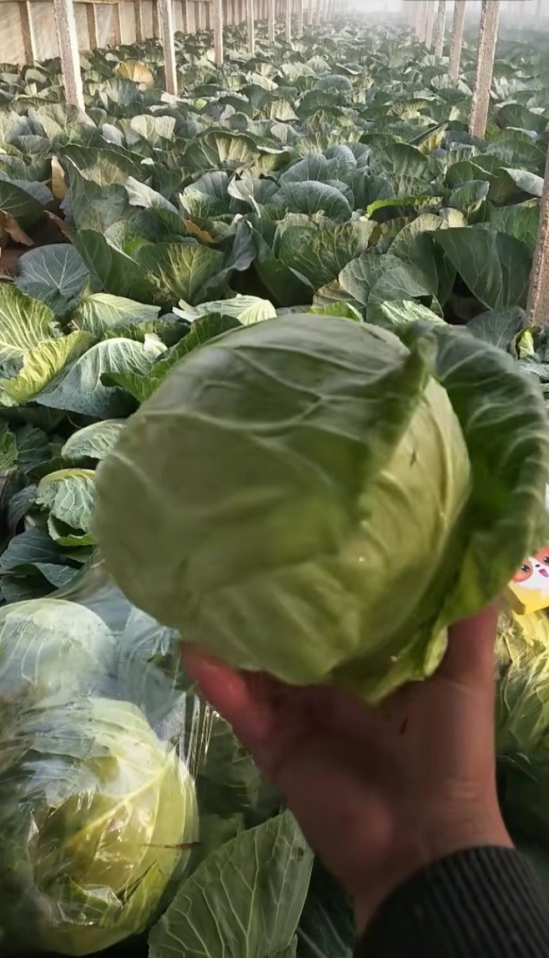 甘蓝