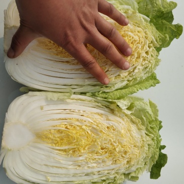 黄心白菜，毛菜7斤以上，净菜4-6斤
