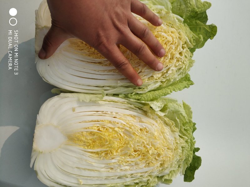 黄心白菜，毛菜7斤以上，净菜4-6斤
