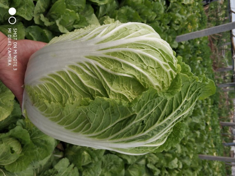 黄心白菜，毛菜7斤以上，净菜4-6斤