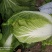 黄心白菜，毛菜7斤以上，净菜4-6斤