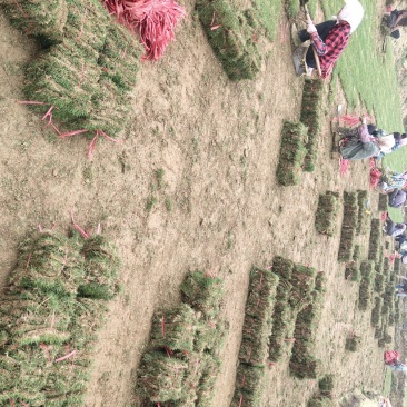 优质台湾马尼拉草皮有售，货源充足，长期供应，物美价廉