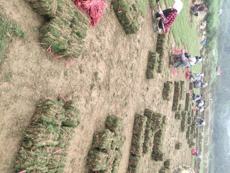 优质台湾马尼拉草皮有售，货源充足，长期供应，物美价廉