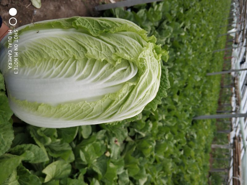 黄心白菜，毛菜7斤以上，净菜4-6斤