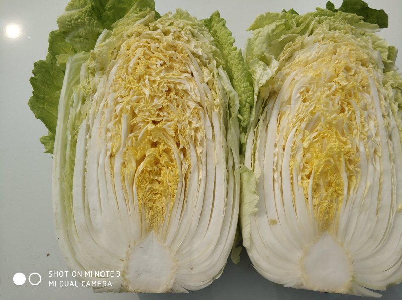 黄心白菜大量上市，产地直供，货源充足，大小车随到随装