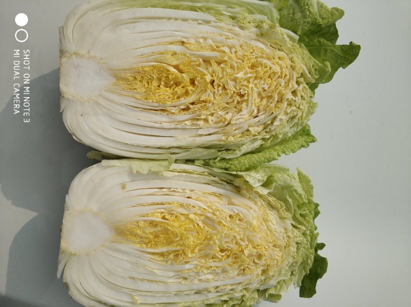 黄心白菜大量上市，产地直供，货源充足，大小车随到随装