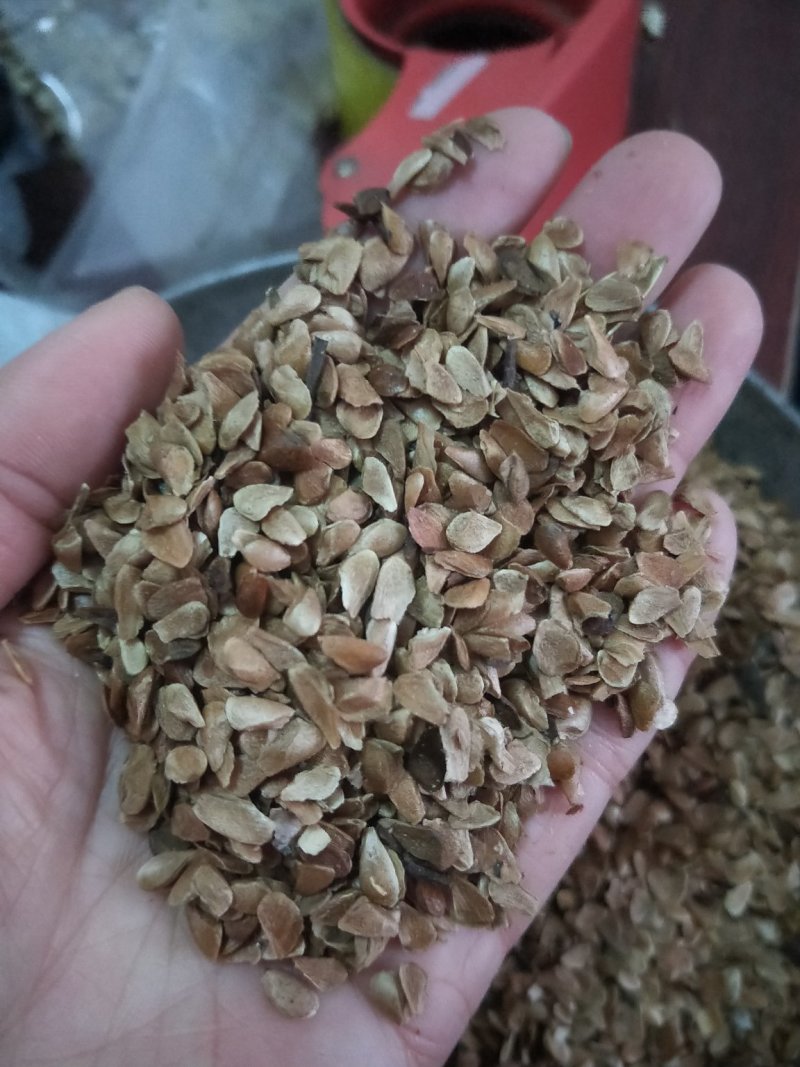 红油香椿种子，香椿种子批发，基地正品直销红油香椿种子