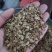 红油香椿种子，香椿种子批发，基地正品直销红油香椿种子
