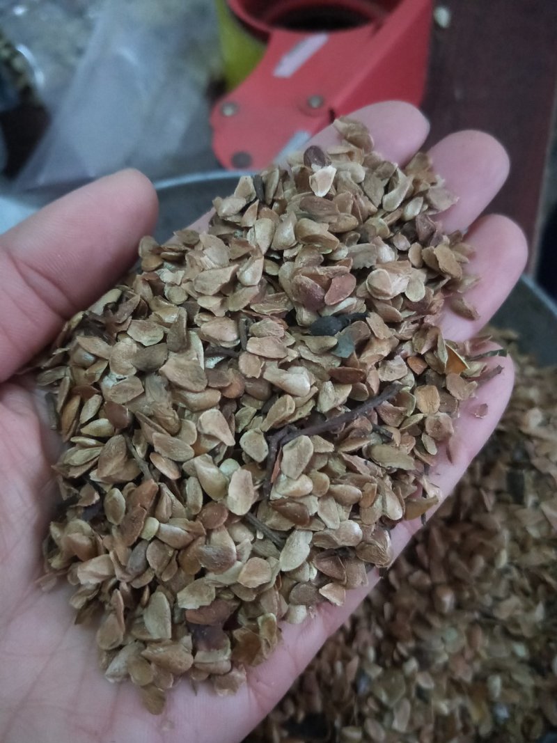 红油香椿种子，香椿种子批发，基地正品直销红油香椿种子