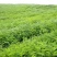刺槐小苗0.3公分以上刺槐苗高度20-30