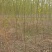 刺槐苗0.4—6基地直发刺槐成活率高常年供应，量大从优。