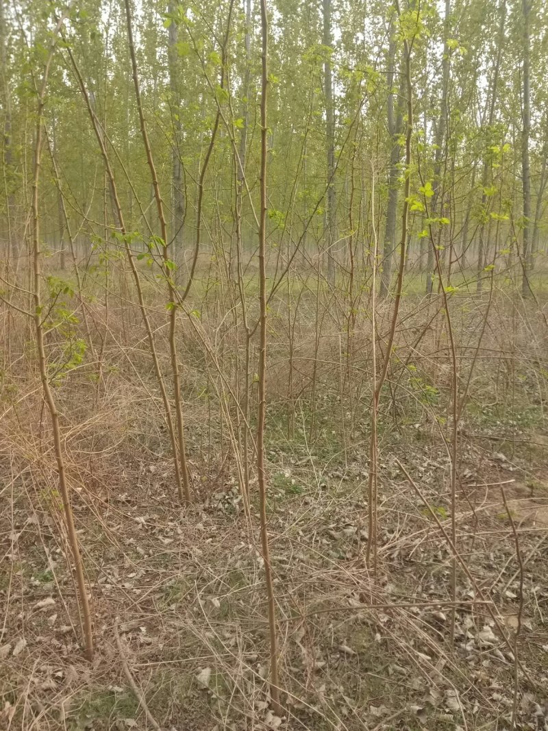 刺槐苗0.4—6基地直发刺槐成活率高常年供应，量大从优。