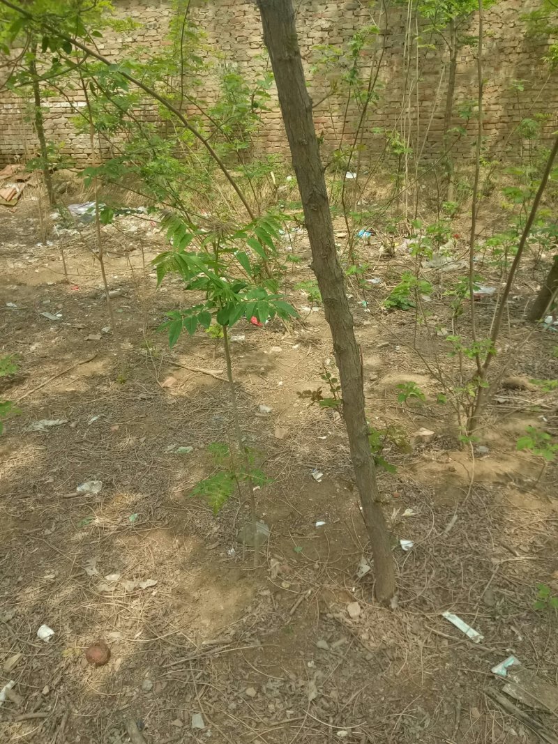 刺槐苗0.4—6基地直发刺槐成活率高常年供应，量大从优。