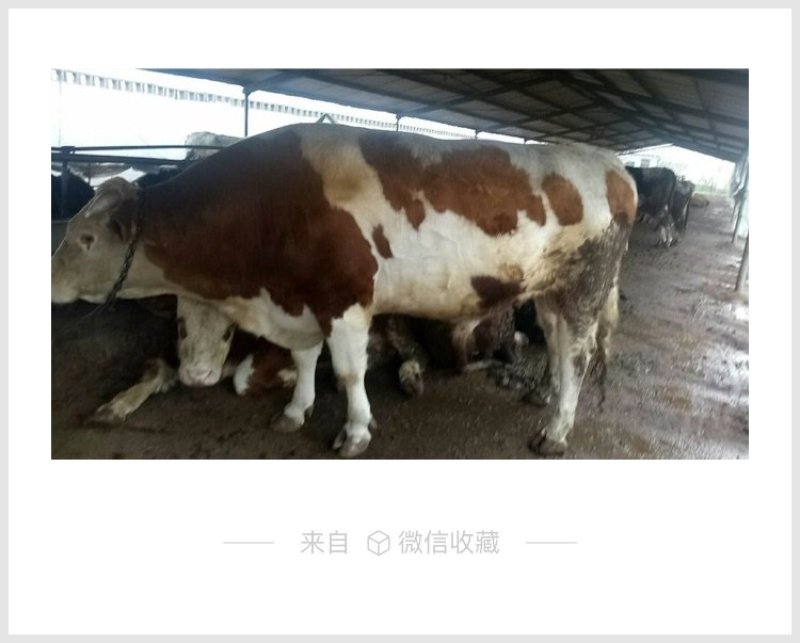肉牛犊//牛犊子//架子牛//包运输//赠送铡草机